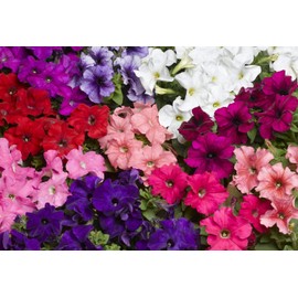 CEMEHA SEEDS - Seeds Petunia Triumph F1 Mix Indoor Annual Flowers for Planting
