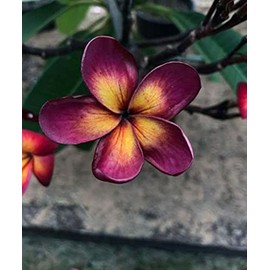 5 Dark Purple Yellow Plumeria Seeds Plants Flower Seed Perennial Flowers Garden Bloomn