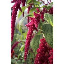 TomorrowSeeds Love Lies Bleeding Seeds | Red Amaranthus Herb Flower Leaf Tropical Plant 2025