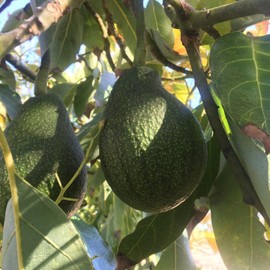 Tyler Farms 12 Fuerte Avocado Seeds | USA Grown | Non GMO, naturally grown
