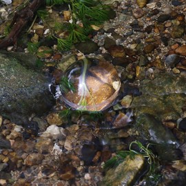 2'' Magnifying Dome - Optical Acrylic Portable Paperweight Magnifier Extremely Clear Reading Aid Magnifying Glass Dome Easy to Glide for Reading Books,Map,Newspaper and Magazine by BIJIA(50mm) …