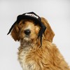Snoop Doggie Doggs Deluxe Pet Baseball Hat, Classic Snoop, X-Small