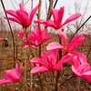 Red Jane Magnolia Live Plant Shrub Bush Tree Seedling Flowering