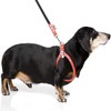 Buddy Belt S Harness Pebble Grain Red - Edición Premium