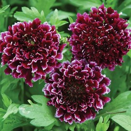 Outsidepride 200 Seeds Perennial Maroon Beaujolais Bonnets Scabiosa Pincushion Flower Seeds for Planting
