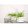 Grass Juncus Twisted Arrow - Gallon