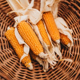 Eastern Sunburst Yellow Popcorn - 50 Seeds - Rare Variety, Yellow Rice-Type Kernels, Non-GMO, Heirloom Popcorn Seeds for Planting in the Home Garden, Thresh Seed Company