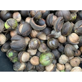Shagbark Hickory Nuts Carya Ovata Picked 2024 10 SEEDS Free Shipping Super Fresh
