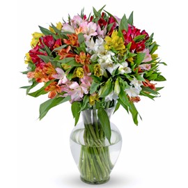 Benchmark Bouquets - 25 Stem Peruvian Lilies (Glass Vase Included) - Fresh Flowers for Delivery - Gift for Graduation, Birthday, Anniversary, Sympathy, Get Well, Congratulations