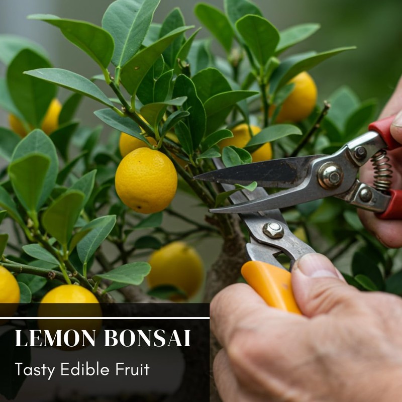 Dwarf Lemon Bonsai Tree Seeds, 20 Seeds, Grow a Delicious