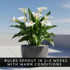 3 White Calla Lily Bulbs for Planting – Large, Healthy