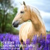 Stiefel Black Cumin Oil for Horses 100% Natural Oil Cold