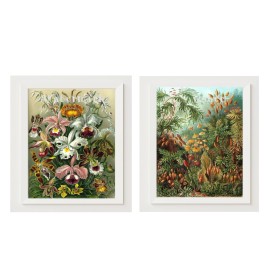raynabows Antique Botanical Plants Prints, Size 8x10", Vintage Plant Life Prints (2) #BP20