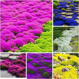 10000+ Mix Creeping Thyme Seeds Wild Creeping Thyme Seeds for Planting (Thymus serpyllum) Open Pollinated Ground Cover Seeds Easy to Grow (Thymus serpyllum)