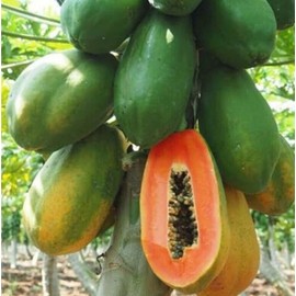 CHUXAY GARDEN Dwarf Waimanalo Papaya Seed 10 Seeds Sweet Tropical Fruit Fast Growing & Maintain Easily Grow High Germination Rate