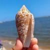 Large Conus Textile Cowrie Cone Natural Seashell Rare Real Beach