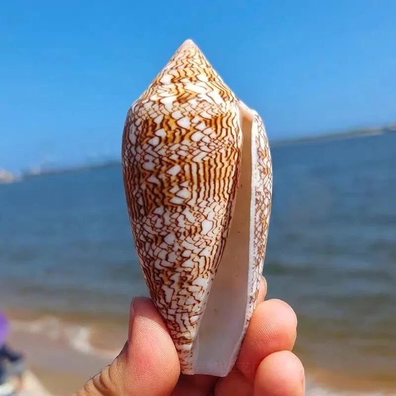 Large Conus Textile Cowrie Cone Natural Seashell Rare Real Beach