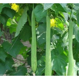 10 Luffa Angled Seeds (Extra Long) Edible Luffa,Chinese okra,1 Pound / 33" long