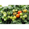 30 Dwarf Red Robin Tomato Seeds, Heirloom Non-GMO, Sweet, Low