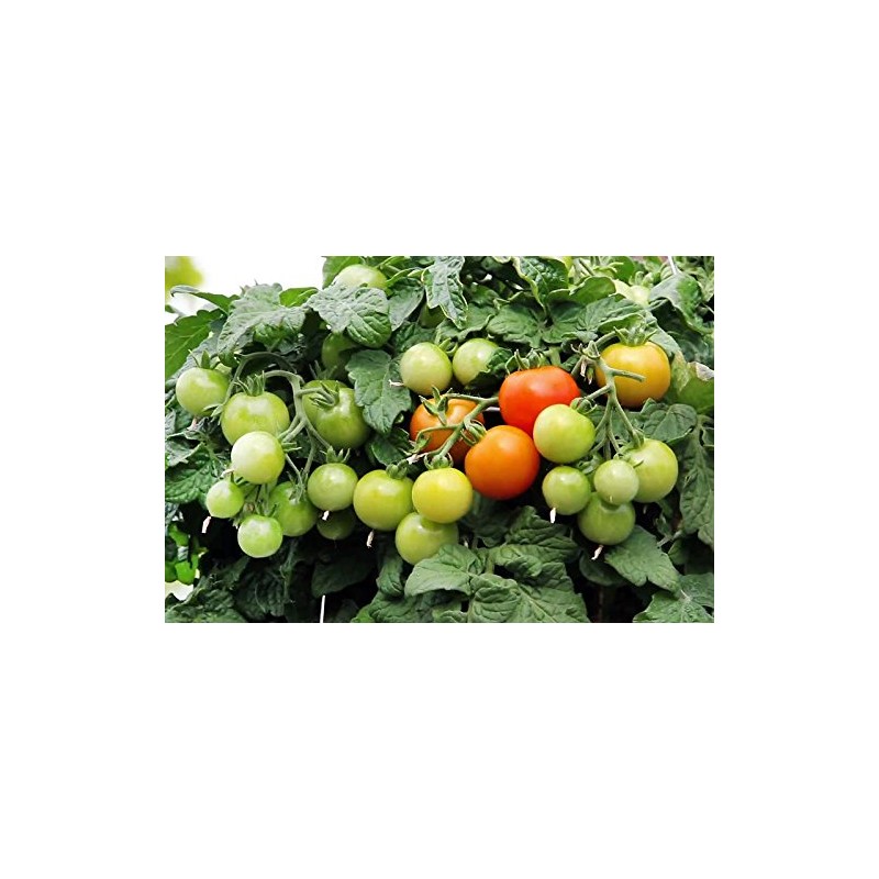 30 Dwarf Red Robin Tomato Seeds, Heirloom Non-GMO, Sweet, Low
