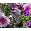 Jürgen Bocker Gartenambiente Decorative Ball Flower Stainless Steel Matt Brushed