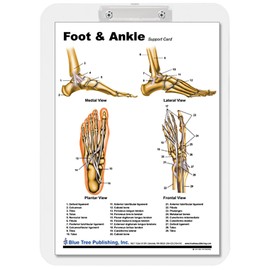 Blue Tree Publishing Foot and Ankle Anatomical Chart Clipboard 9 * 13.25inch, dry erase, insert replaceable