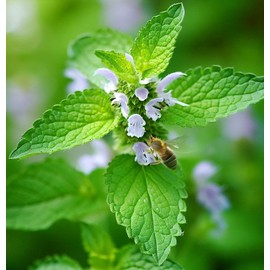 Lemon Balm (Melissa officinalis) Herb Seeds, Hardy and Easy to Grow, Delightful Lemon Scent, Butterfly and Bee Magnet, Seeds by MySeeds.Co, You Choose The Amount (1/4 LB)