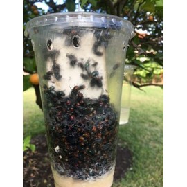 Olson Cup Trap for Flies - 5 Pack, clear/ yellow