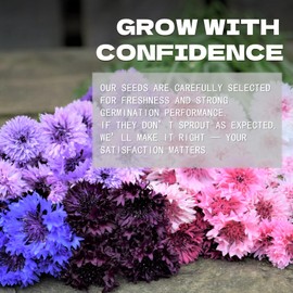 Bachelors Button Cornflower Seeds Pack Mixed Colors - Beautiful Garden Flowers Seeds