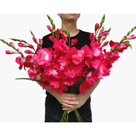 kimbovillea Pack of 10 - Artificial Gladiolus Silk Orchids Flower Stems Fake Dendrobium Flowers Daffodils for Home Garden Party Wedding Decoration (Fuchsia)
