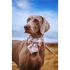 Lionet Paws Dog Collar with Bow Tie - Soft Comfortable