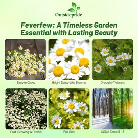 Outsidepride Feverfew Chrysanthemum Seeds - 5000 Pcs. Perennial, Drought Tolerant Flower Seeds for Planting in Pollinator Gardens, Cut Flowers & Low Maintenance Landscaping