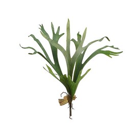 24.5" Staghorn Plant Green (pack of 4)