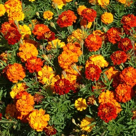 Outsidepride Outsidepride French Marigold Seeds Mix - 1/4 Lb. Annual, Compact, Heat & Drought Tolerant Flower Seeds for Planting w/Orange & Yellow Prolific Blooms, Ideal for Vibrant Pollinator Gardens