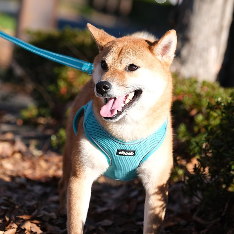 AIBPET Dog Harness with Leash for Small Dogs, Soft, Lightweight,