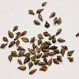 Senna Meridionalis (Sheath Treated Seeds) Legumes (100)