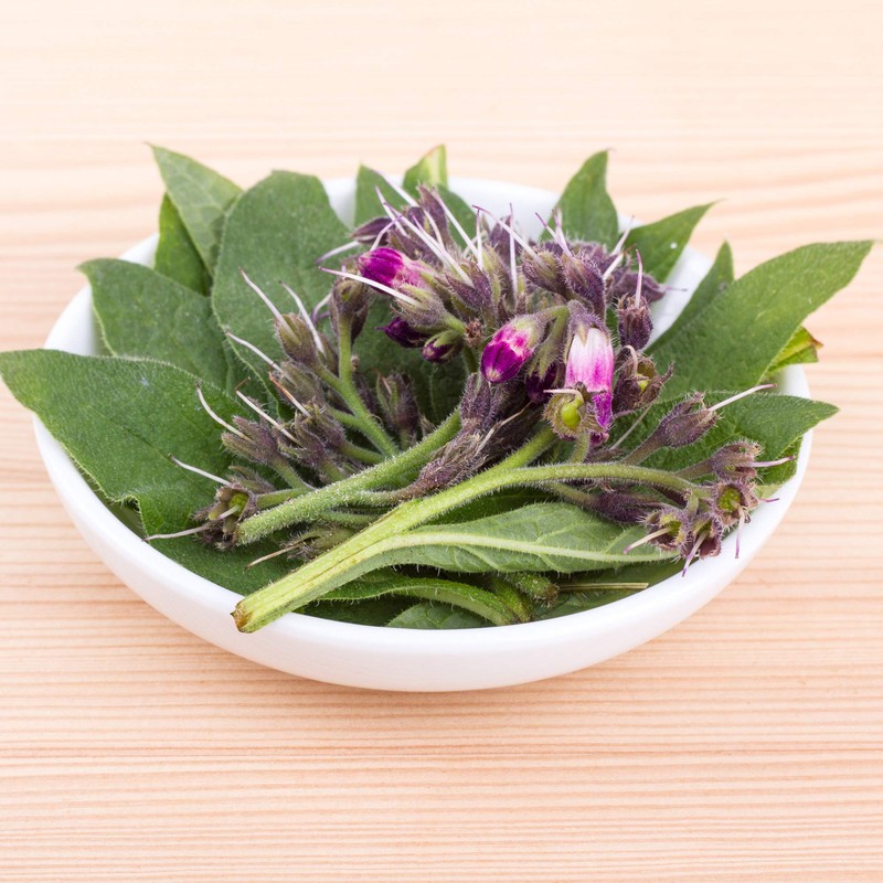 Outsidepride Comfrey Herb Seeds - 200 Seeds