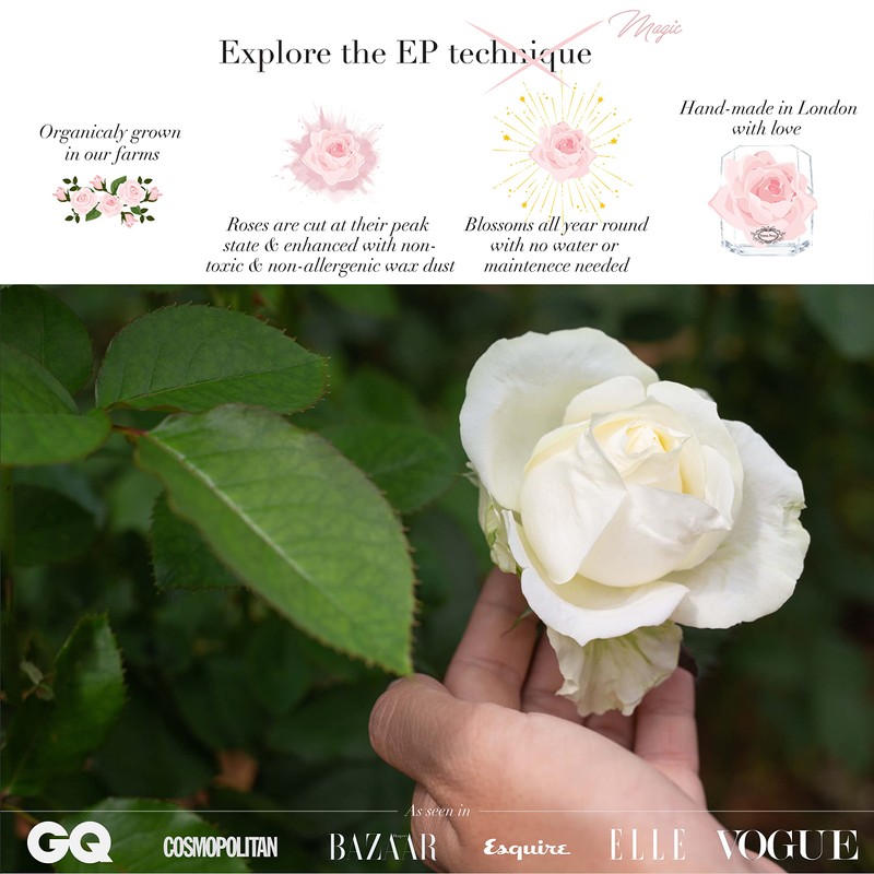 Eternal Petals A 100% Real Rose That Lasts Years, Handmade