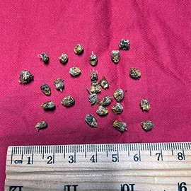 XYP Yejuhua Ye Ju Hua Flos Chrysanthemi Indici Wild Chrysanthemum 野菊花 100Gram