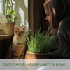 Cat Grass Kit for Indoor Cats, 3 Pack Fast Growing