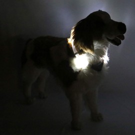 LEUCHTIE® Light Collar Plus I LED Collar for Dogs I 100 Hours of Light Duration I Waterproof I Extremely Bright, 42.5