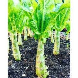50+ seeds Chinese Lettuce Stem asparagus Celttuce Celery Luttuce Woju Wosum USA