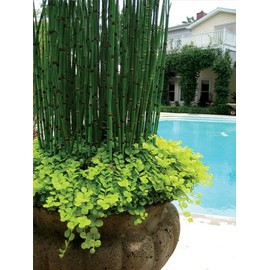 2 Horsetail Grass in 4 Inch Pots (2 Four Inch Pots with The Grass 3-6 Canes) in Each Pot