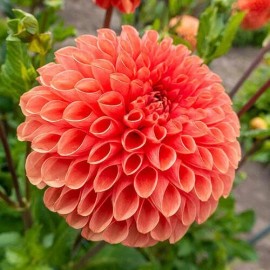 Toadstool Seeds 25 Linda Dahlia Seeds Flower Perennial Flowers Seed Flowering Bloom 1122 US SELL