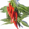 Pepper Seeds - Hot - Thai - Prik Chi FAA