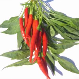 Pepper Seeds - Hot - Thai - Prik Chi FAA - 500 Mg Packet ~90 Seeds - Non-GMO, Heirloom - Asian Garden Vegetable