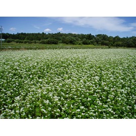 Ogihara Bee Garden Japanese Buckwheat Honey in Flat Bottles, 10.6 oz (300 g) x 1 Bottle