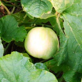 TomorrowSeeds Sakata's Sweet Melon Seeds (Asian) | Conomon Small Thin Wall Honeydew Seed 2025 - 150+ Count