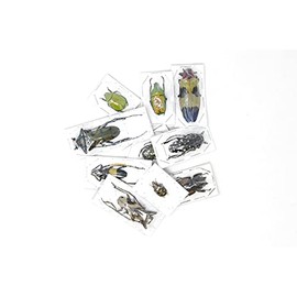 Pack of 12 Assorted Dry-Preserved Beetles, Real Specimens for Entomology, Taxidermy, Artwork, Collecting