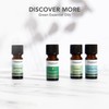Tisserand Aromatherapy | Eucalyptus Ethically Harvested Essential Oil | 100%